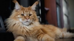 Câte live maine kuna